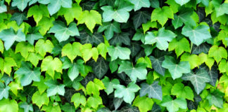 Edera comune 782 0 095 Edera Comune